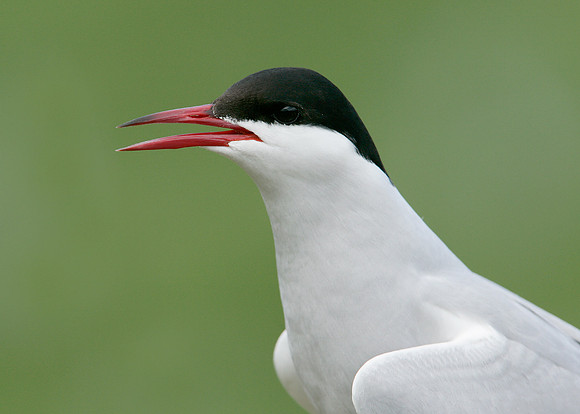 Arctic Tern Sterna paradisaea