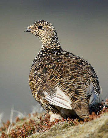 Ptarmigan Lagopus mutus