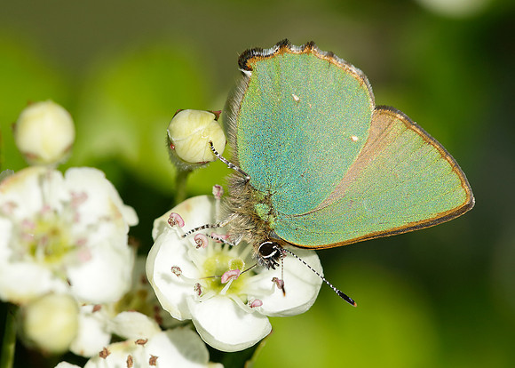 Green Hairstreak Callophrys rubi
