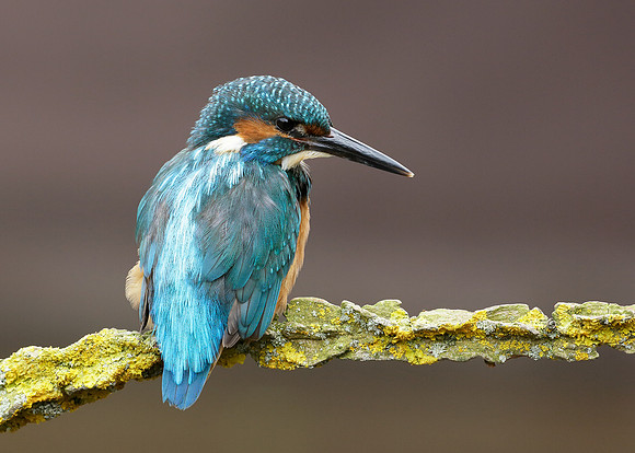 Kingfisher Alcedo atthis