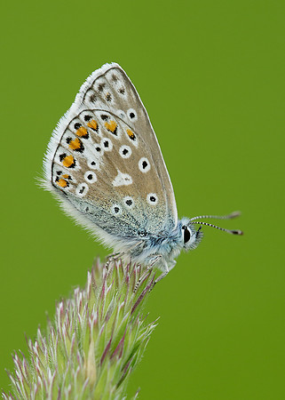 Common Blue Polyommatus icarus