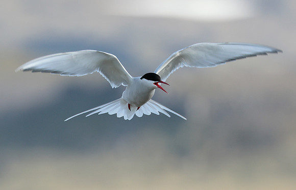 Arctic Tern Sterna paradisaea