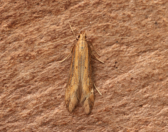 35.058 BF726 Metzneria metzneriella