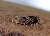 49.359 BF1245 Grapholita janthinana