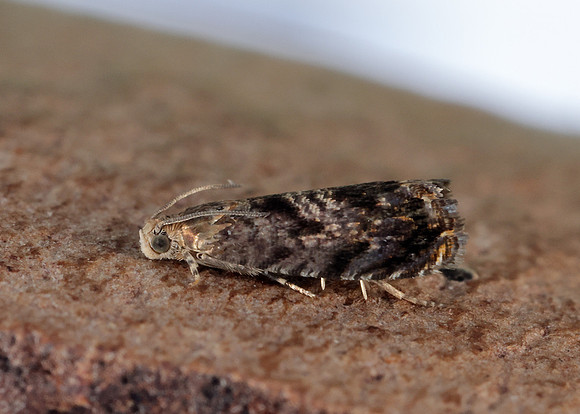 49.359 BF1245 Grapholita janthinana