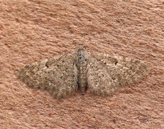 70.177 BF1828 Satyr Pug Eupithecia satyrata