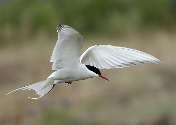 Arctic Tern Sterna paradisaea