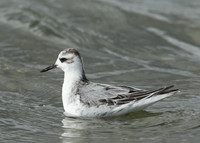 Grey Phalarope Phalaropus fulicarius