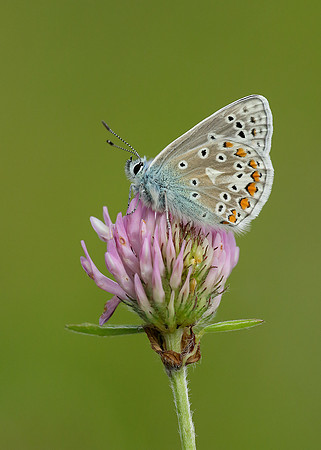 Common Blue Polyommatus icarus