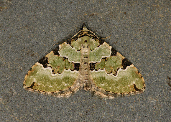 70.100 BF1776 Green carpet Colostygia pectinataria