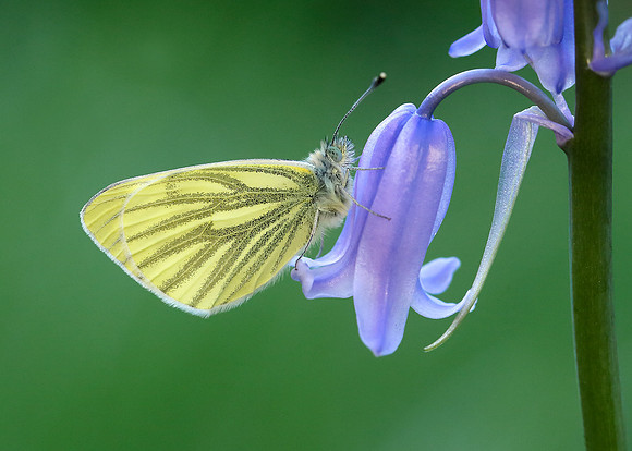 Green-veined White Pieris napi