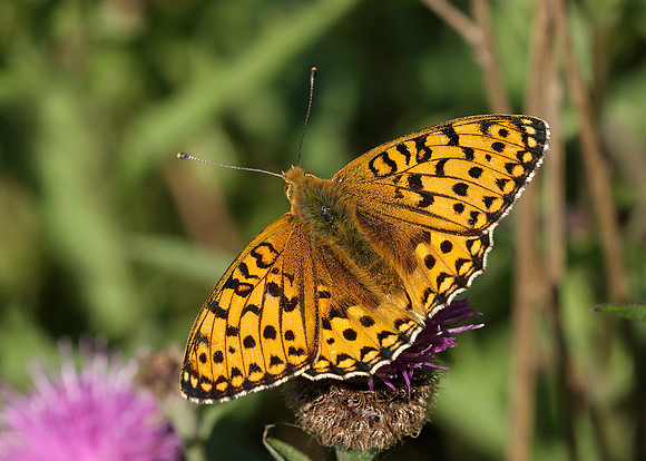 Dark Green fritillary Argynnis aglaja
