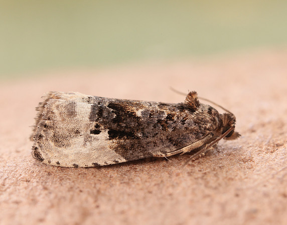 49.156 BF1083 Marbled Orchard Tortrix Hedya nubiferana