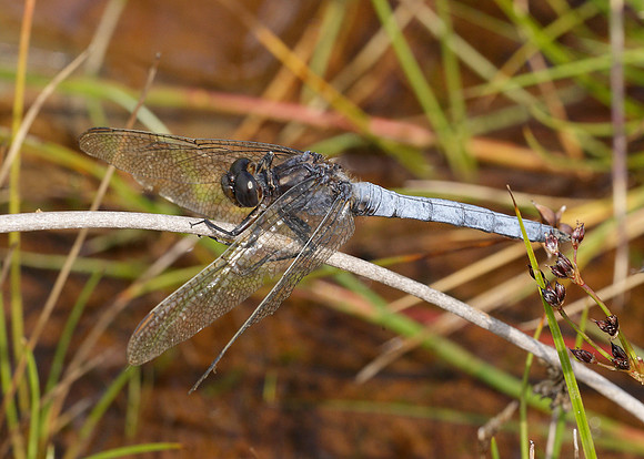 Keeled Skimmer Orthetrum coerulescens