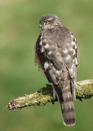 Sparrowhawk Accipiter nisus