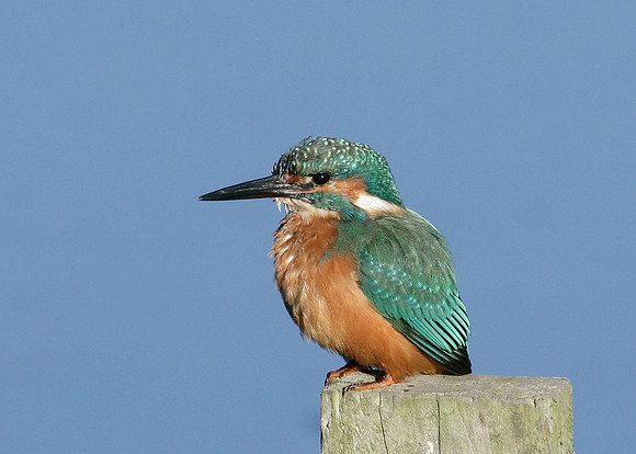 Kingfisher Alcedo atthis