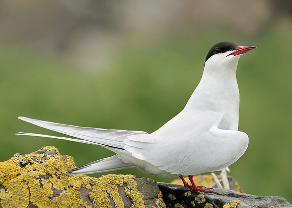 Arctic Tern Sterna paradisaea