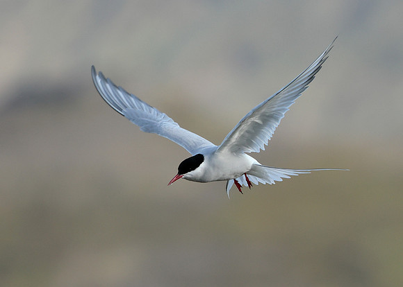 Arctic Tern Sterna paradisaea