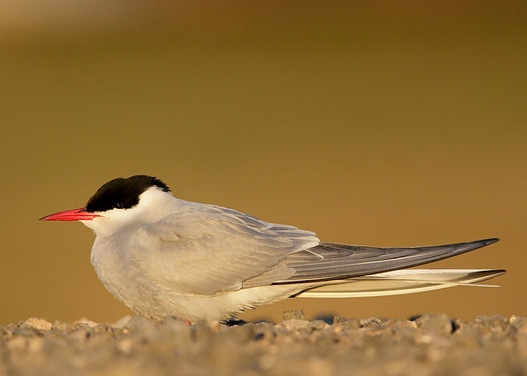 Arctic Tern Sterna paradisaea