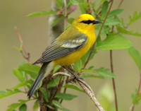 Blue-winged Warbler Vermivora cyanoptera