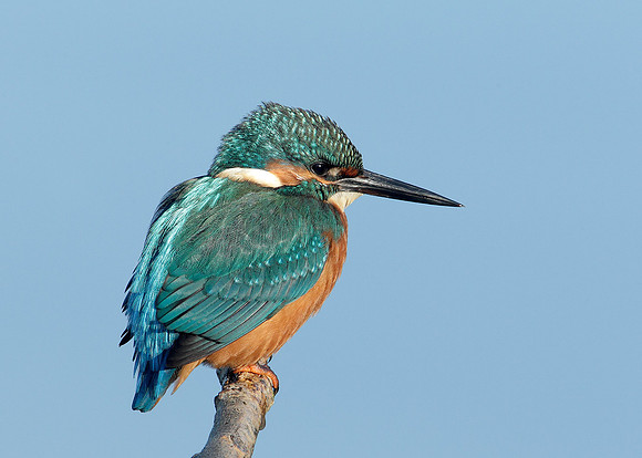 Kingfisher Alcedo atthis