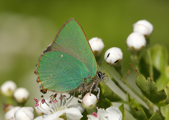 Green Hairstreak Callophrys rubi
