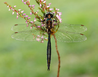 Northern Emerald Somatochlora arctica
