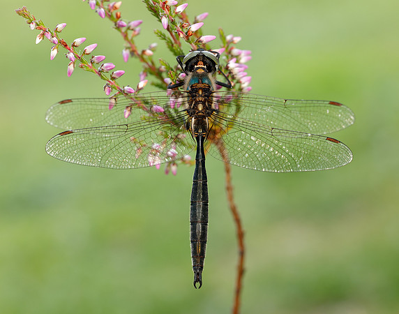 Northern Emerald Somatochlora arctica