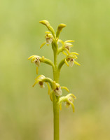Coralroot Orchid Corallorhiza trifida