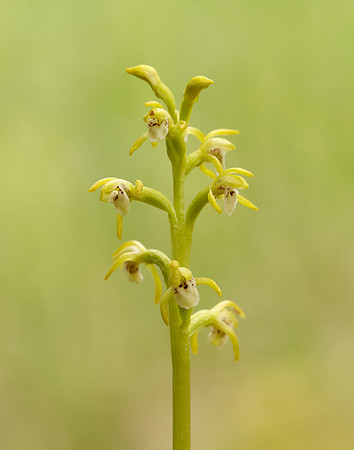 Coralroot Orchid Corallorhiza trifida