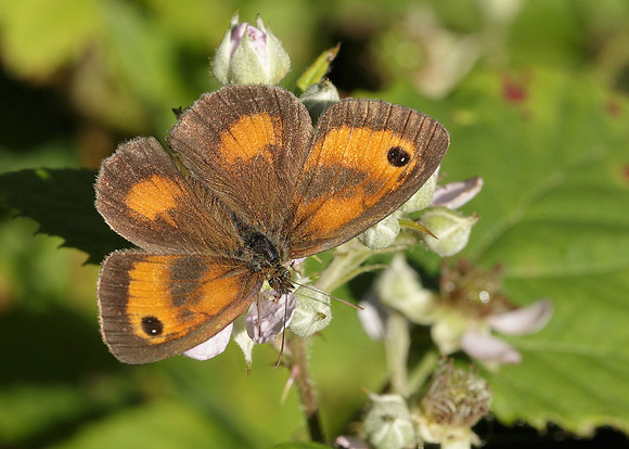 Gatekeeper Pyronia tithonus