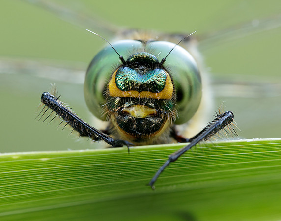 Brilliant Emerald Somatochlora metallica