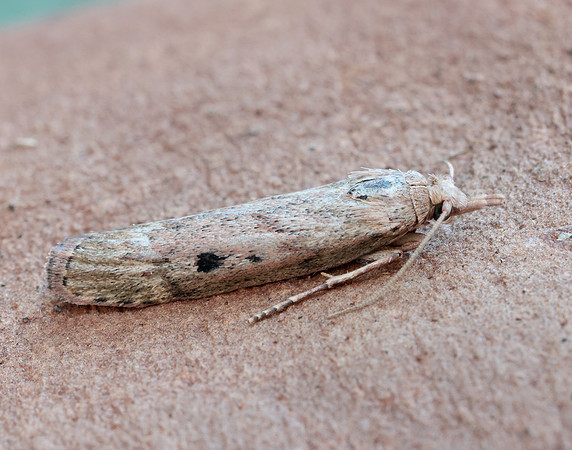 62.001 BF1428 Bee Moth Aphomia sociella
