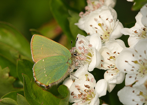 Green Hairstreak Callophrys rubi