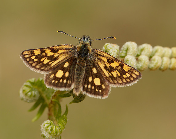Chequered Skipper Carterocephalus palaemon