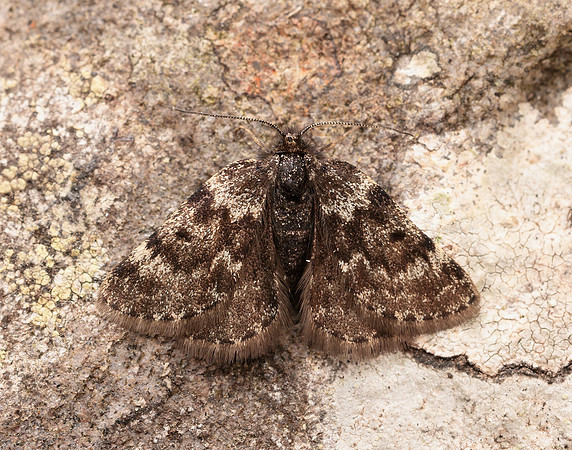 70.289 BF1965 Black Mountain Moth Glacies coracina