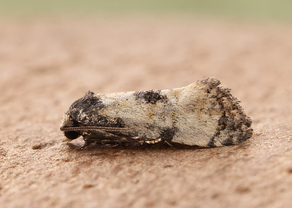 49.137 BF964 Neocochylis dubitana