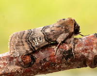 65.010 BF1654 Figure of Eighty Tethea ocularis