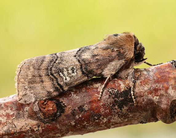 65.010 BF1654 Figure of Eighty Tethea ocularis