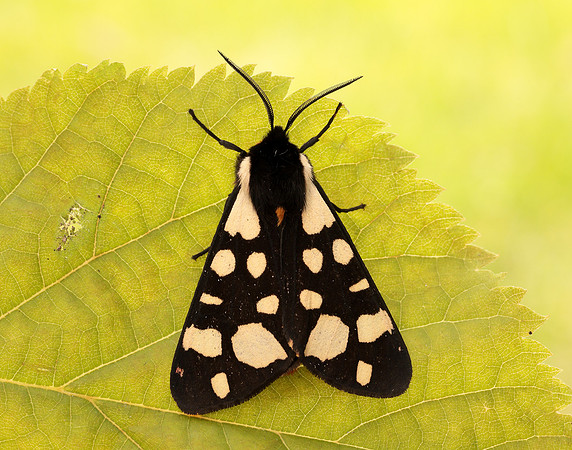 72.027 BF2058 Cream-spot Tiger Arctia villica