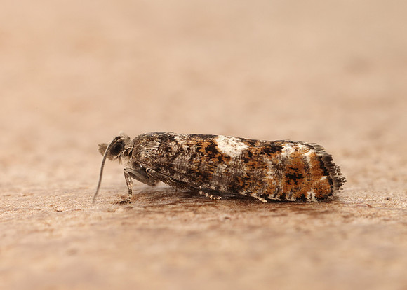 49.251 BF1146 Epinotia rubiginosana