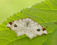 70.211 BF1889 Peacock Moth Macaria notata
