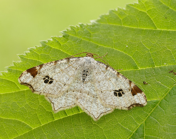70.211 BF1889 Peacock Moth Macaria notata