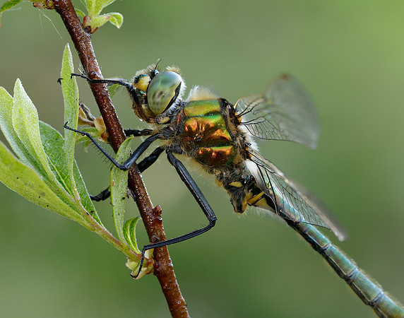 Brilliant Emerald Somatochlora metallica