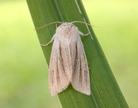 73.035 BF2290 Reed Dagger Simyra albovenosa