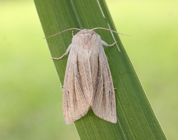 73.035 BF2290 Reed Dagger Simyra albovenosa