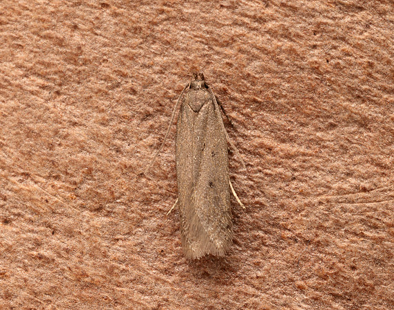 35.109 BF822 Scrobipalpa acuminatella