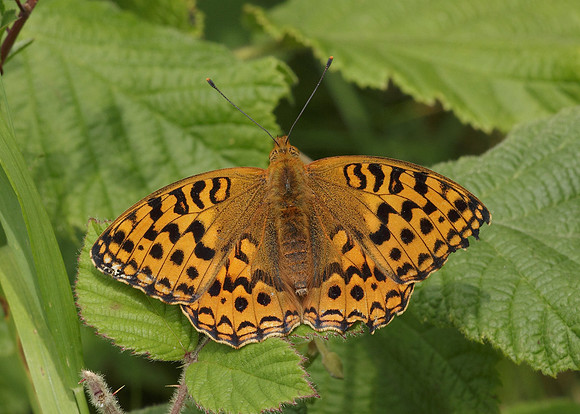 High Brown Fritillary Argynnis adippe