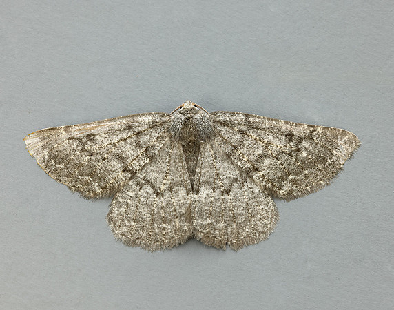 70.285 BF1963 Scotch Annulet Gnophos obfuscata