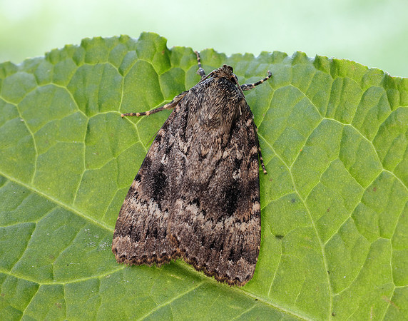 73.062 BF2297 Copper Underwing Amphipyra pyramidea